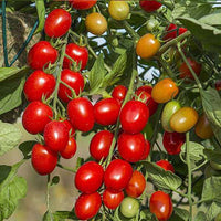 Tomato Hybrid Suhyana Vegetable Seeds