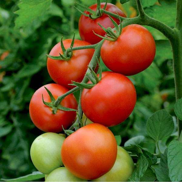 Tomato Hybrid Vegetable Seeds