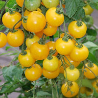 Tomato Golden Currant Vegetable Seeds