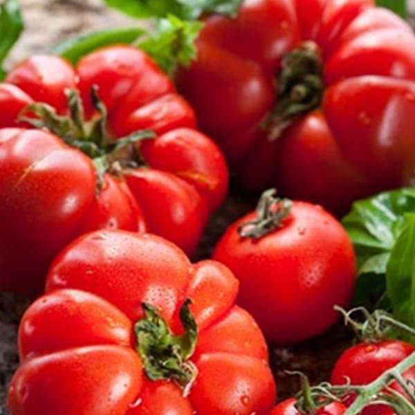 Tomato Marglobe Heirloom Vegetable Seeds