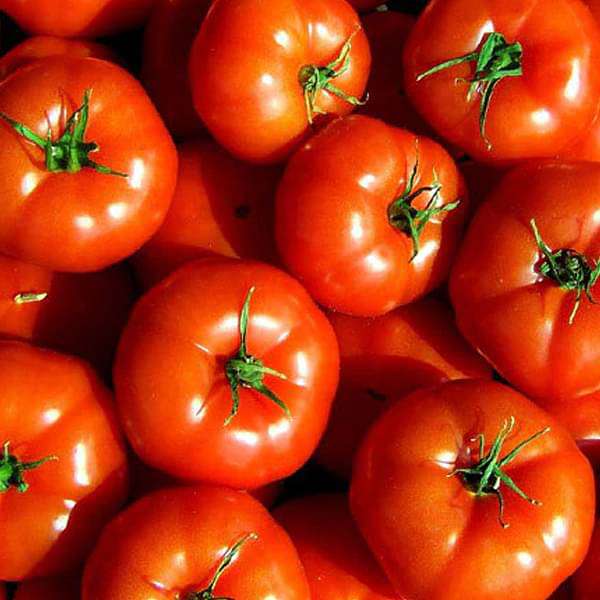 Tomato Marglobe Organic Vegetable Seeds