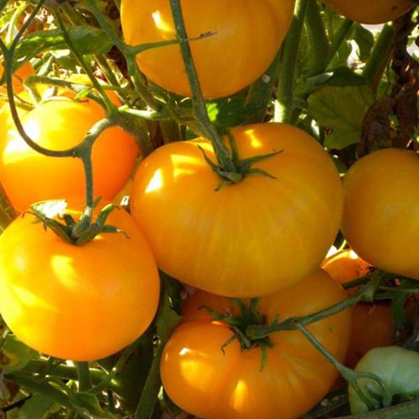 Tomato Oblate Yellow  Vegetable Seeds