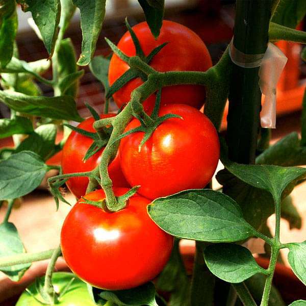 Tomato Ped Vegetable Seeds