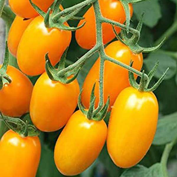 Tomato Plum Yellow Vegetable Seeds