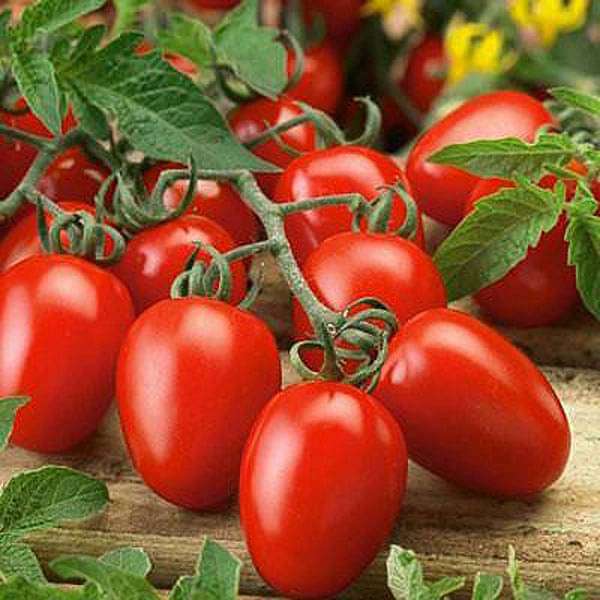 Tomato Pusa Ruby Vegetable Seeds