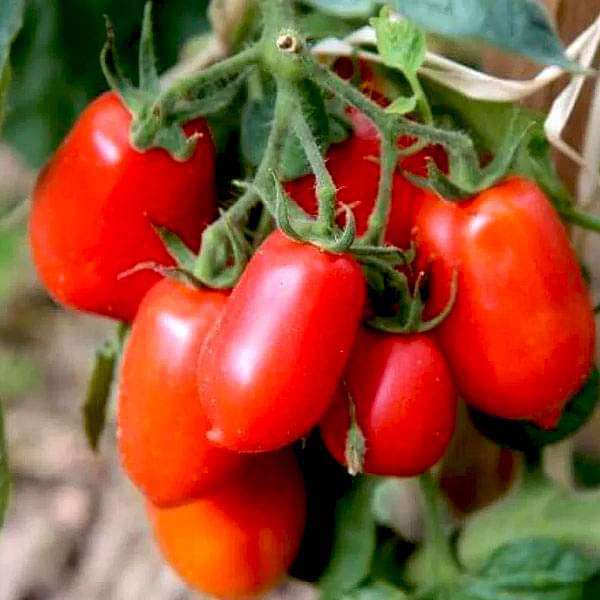 Tomato Roma Organic Vegetable Seeds