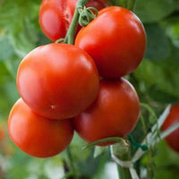 Tomato Roma Heirloom Vegetable Seeds