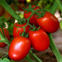 Tomato San Marzano  Vegetable Seeds