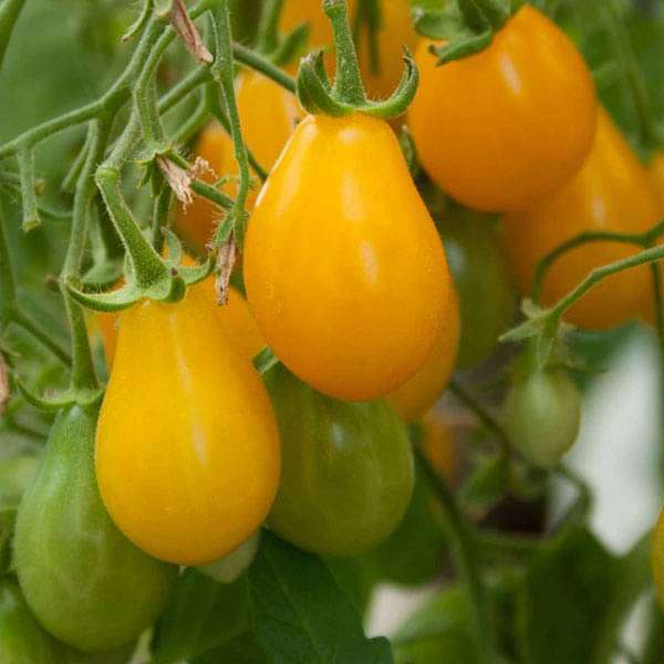 Tomato Yellow Pear Shaped Vegetable Seeds