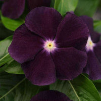 Nana Black Purple Flower Seeds