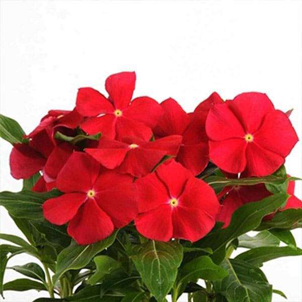 Nana Rose Flower Seeds