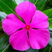 Vinca Rosea Pink Desi Flower Seeds