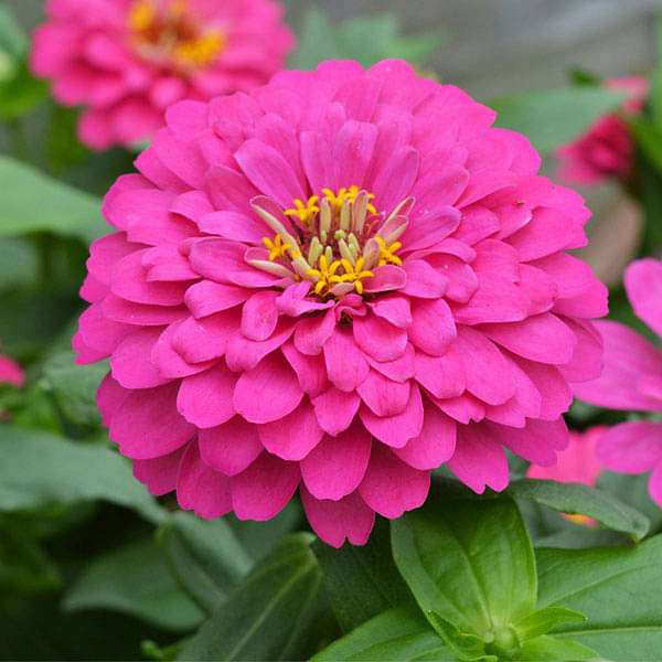 Zinnia Elegans Pink Flower Seeds