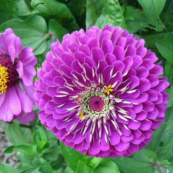 Zinnia Elegans Purple Flower Seeds