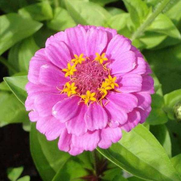 Zinnia Pink Tall Seeds