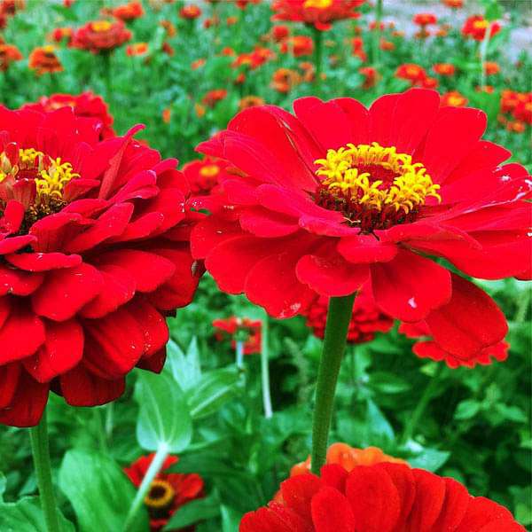 Zinnia Red Tall Desi Flower Seeds