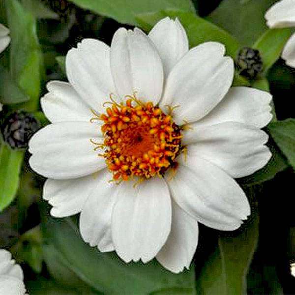 Zinnia White Tall Desi Flower Seeds