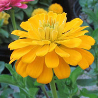 Zinnia Yellow Tall Seeds