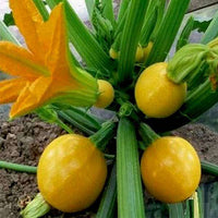 Zucchini Imported Round Yellow Vegetable Seeds