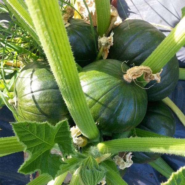 Zucchini Round Tondo Green Vegetable Seeds