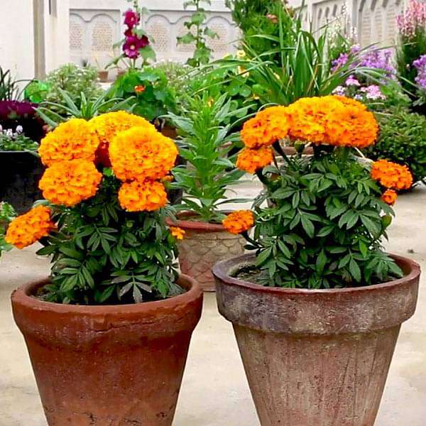 Set of 13 Magical Marigold Flower Seeds, Bright and Cheerful Marigold Blooms Seeds