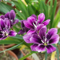 Sparaxis Lavender Bulbs