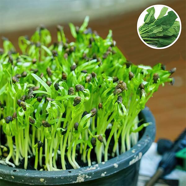 Spinach - Organic Microgreen Seeds