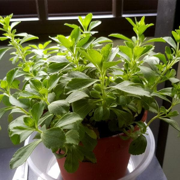 Sweet Stevia Rebaudiana Plant Seeds