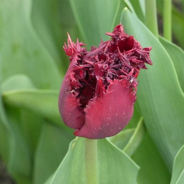 Tulip Labrador Wine Color Bulb