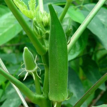 Bhindi, Okra Sujata Vegetable Seeds