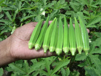 Bhindi, Okra Sujata Vegetable Seeds