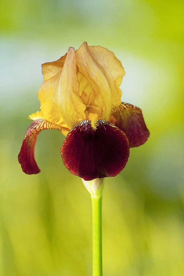 All the Time Reblooming Bearded Iris Seeds