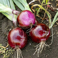 Onion Nasik Red Vegetable Seeds