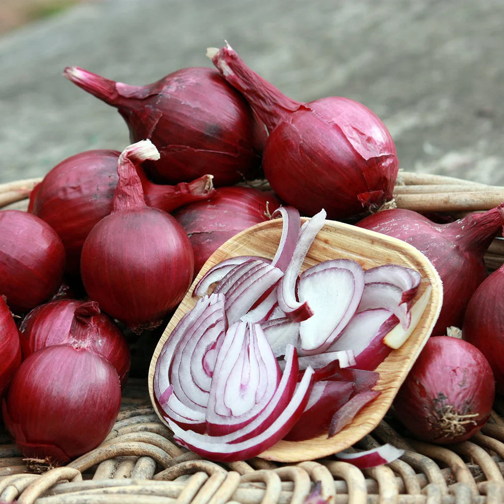 Onion- Red Rippa