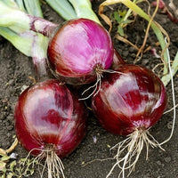 Onion- Red Rippa