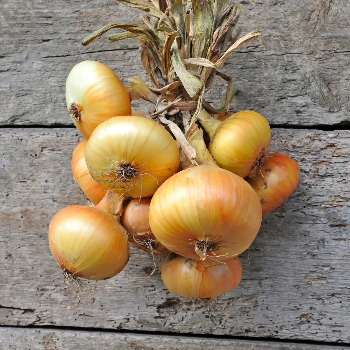 Yellow Granex – Onion Seeds