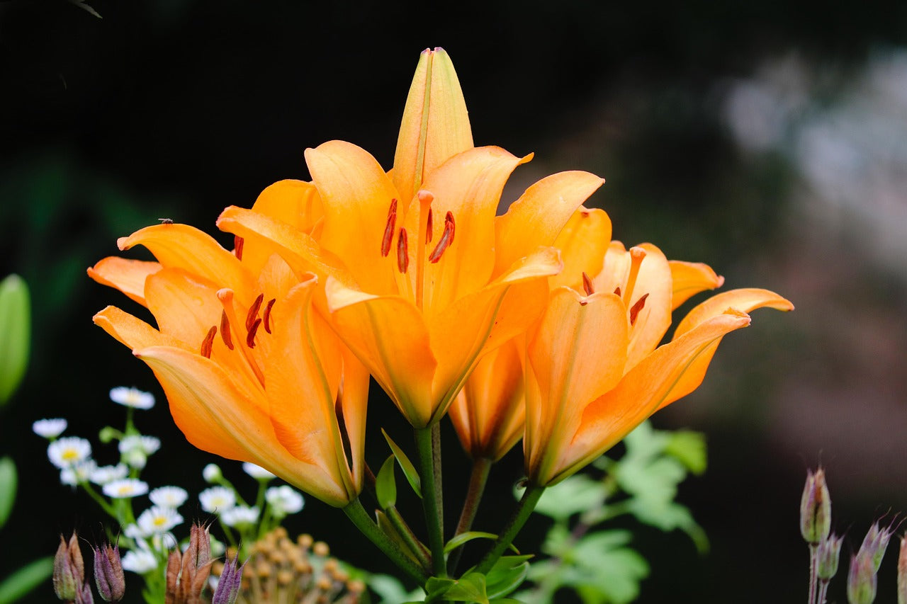 Antequera Asiatic Lily Orange Bulbs