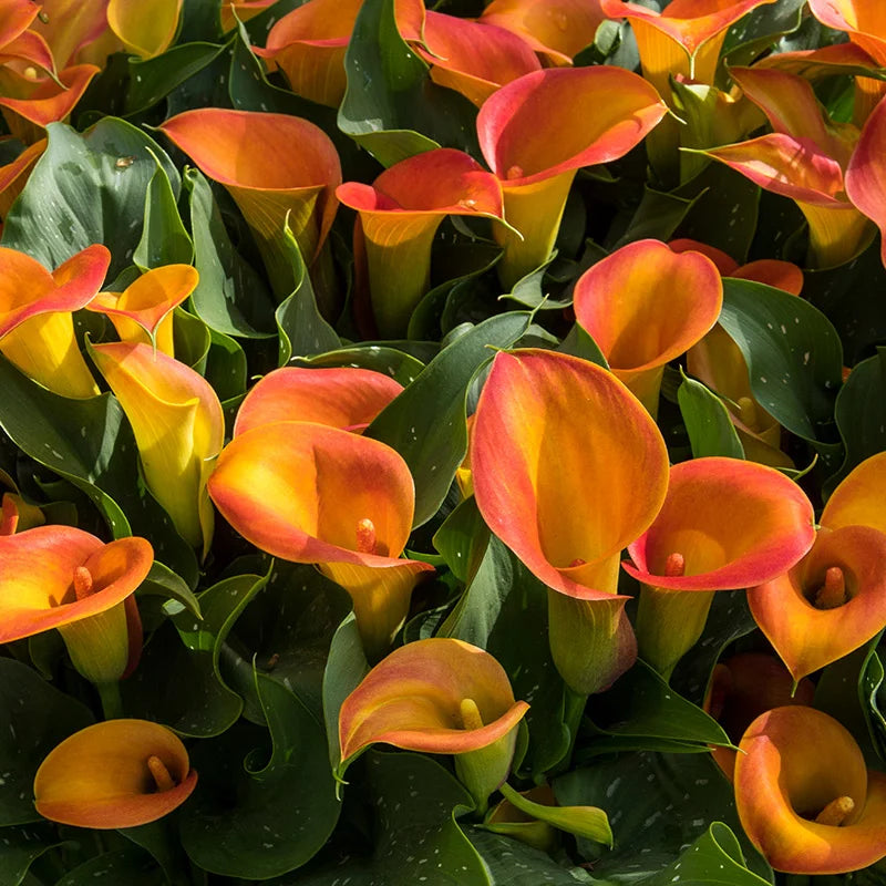 Beatrix Calla Lily