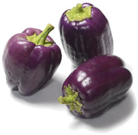 Capsicum- Purple Beauty