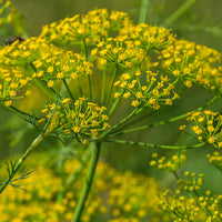 Fennel- Sweet