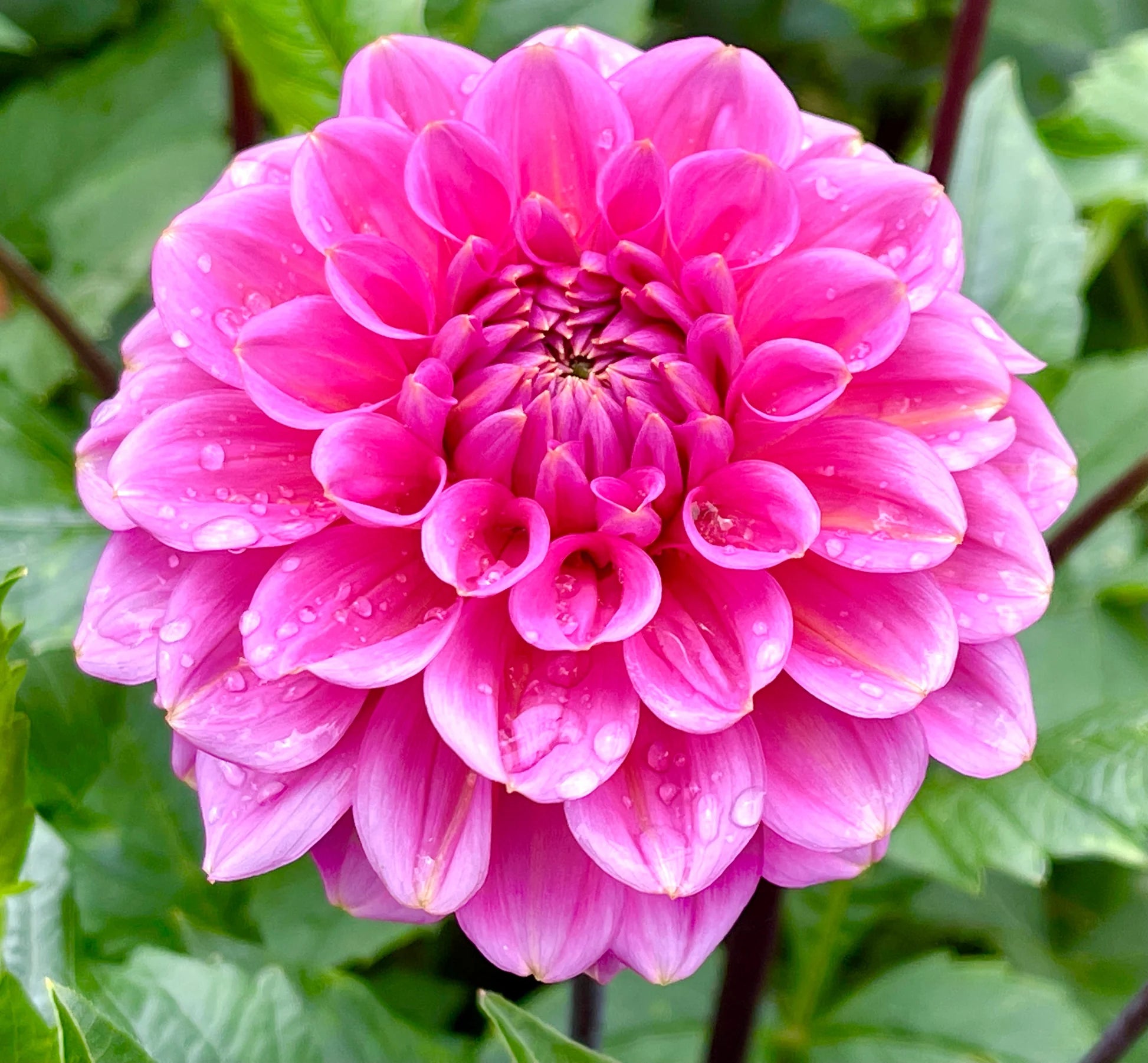 Ton Sur Ton Dahlia