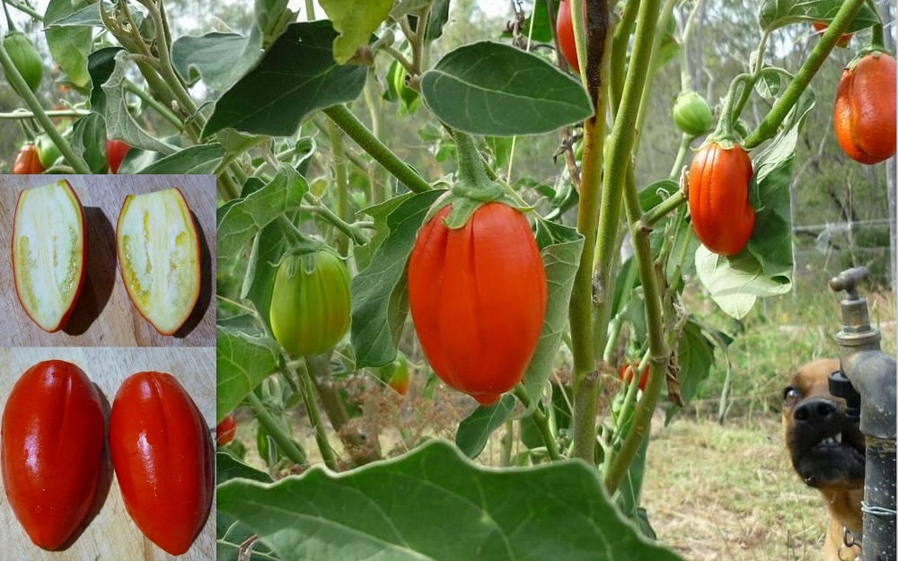 Eggplant- Long Red