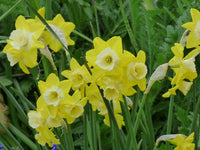 Daffodil Pipit Intrigue Yellow Bulb