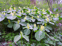 Yellow Trillium