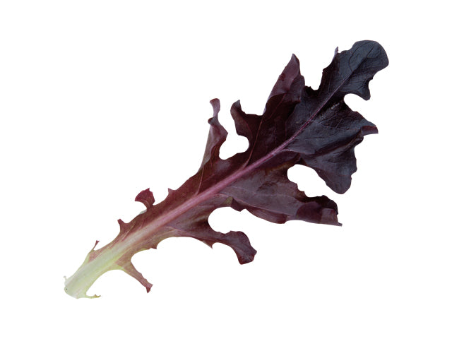 Annapolis – Lettuce Seed