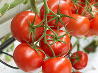 Bigdena – Tomato Seed