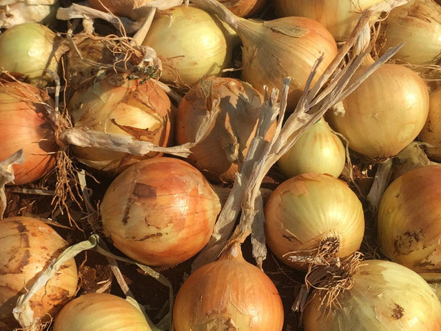 Ailsa Craig Exhibition – Onion seed