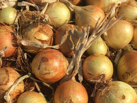 Zoey – Organic Onion Seed