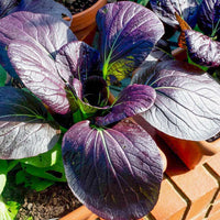 Cabbage, Chinese- Pak Choi - Purple Early F1