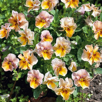 Nature? Antique Shades – Viola Seed